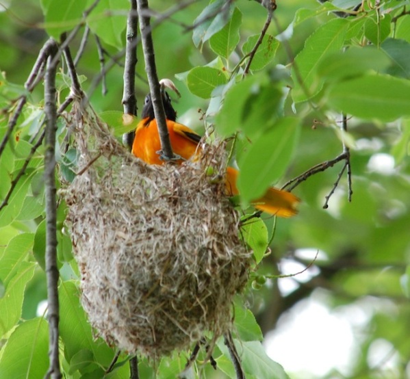 Male Baltimore oriole removes fecal sac from nest 6-2012