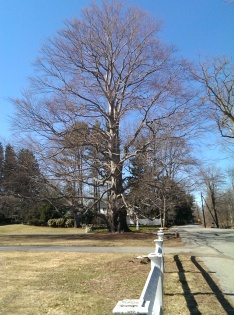 Perfect shaped tree - about 60 ft tall, with 6 ft diameter