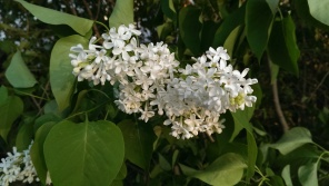 white lilac blossoms at Stevens Coolidge Place