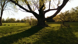 large old tree and shadows in afternoon sun at Stevens Coolidge Place