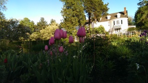 pink tulips at Stevens Coolidge Place
