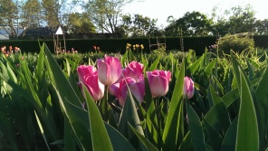 pink and white tulips at Stevens Coolidge Place