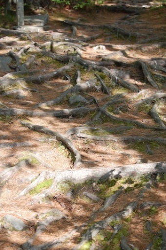 tree roots showing through ground at Tower Hill Botanic Garden